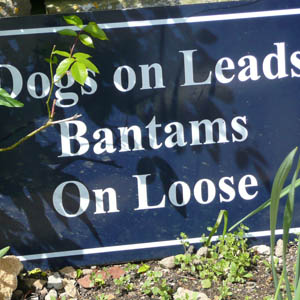 Sign: Dogs on leads, Bantams on loose - seen by participants during a hen weekend treasure hunt in the Cotswolds